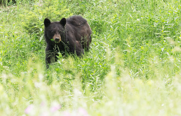 black-bear-nevada