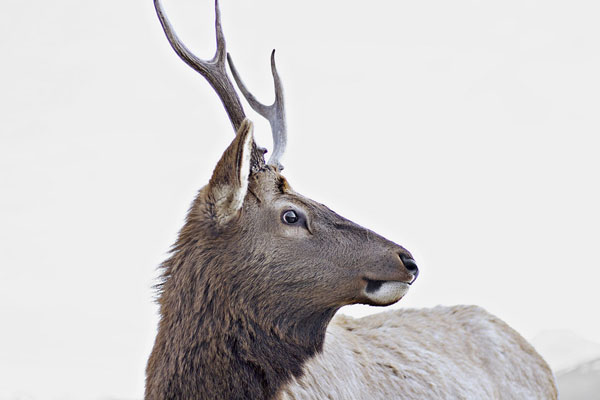 california-spike-elk