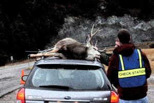 mule-deer-at-cwd-station