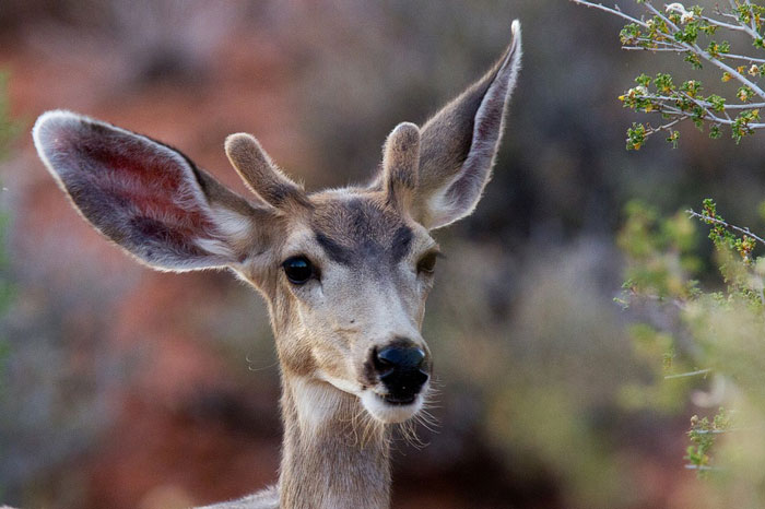 mule-deer-buck