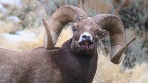 Bighorn-sheep-mouth-disease-in-Yellowstone-NP