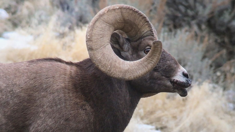 Bighorn-sheep-mouth-disease-in-Yellowstone-national-park