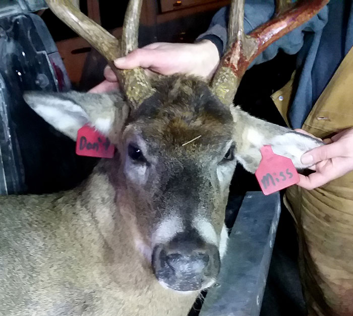 buck-with-red-ear-tags-dont-miss