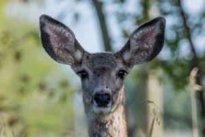 mule-deer-doe