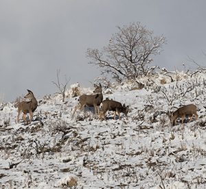 mule-deer-does-bridger