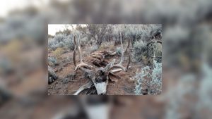 poached-mule-deer-utah