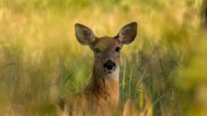 whitetail-deer