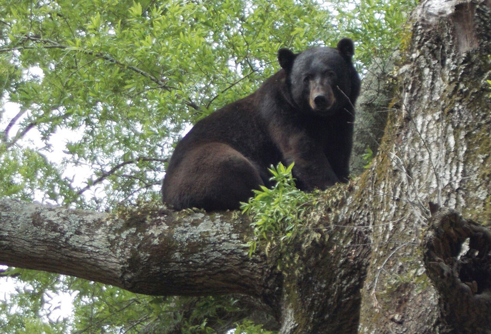 Louisiana_Black_Bear