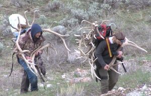 Shed-Antler-violators-wyoming