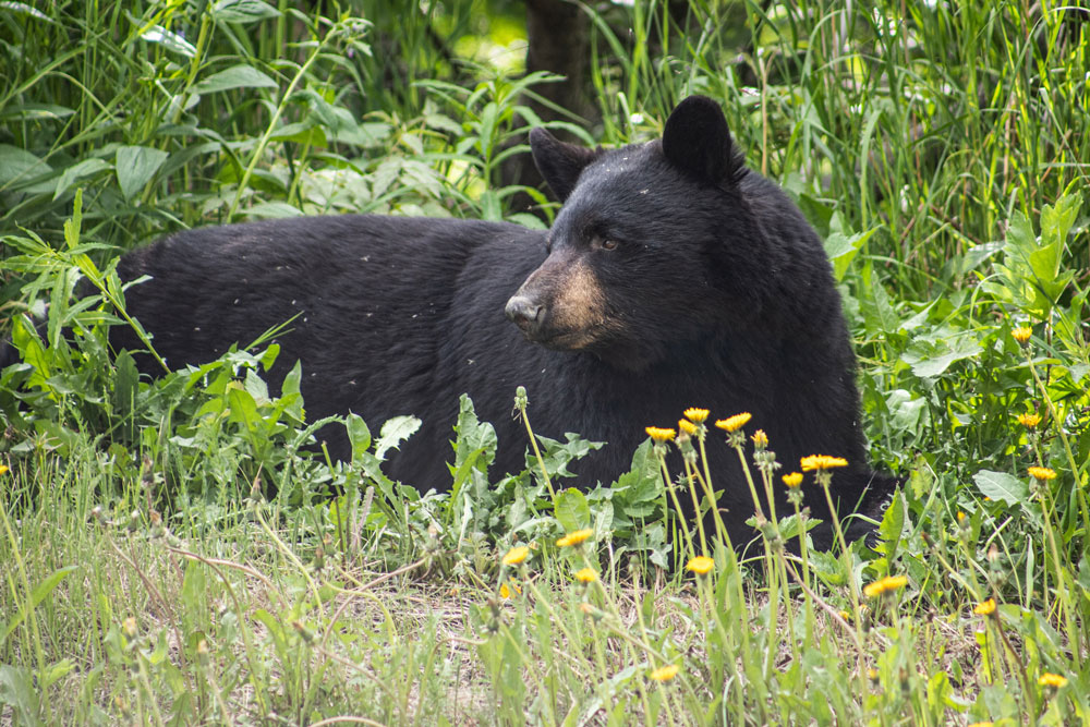 black-bear-connecticut