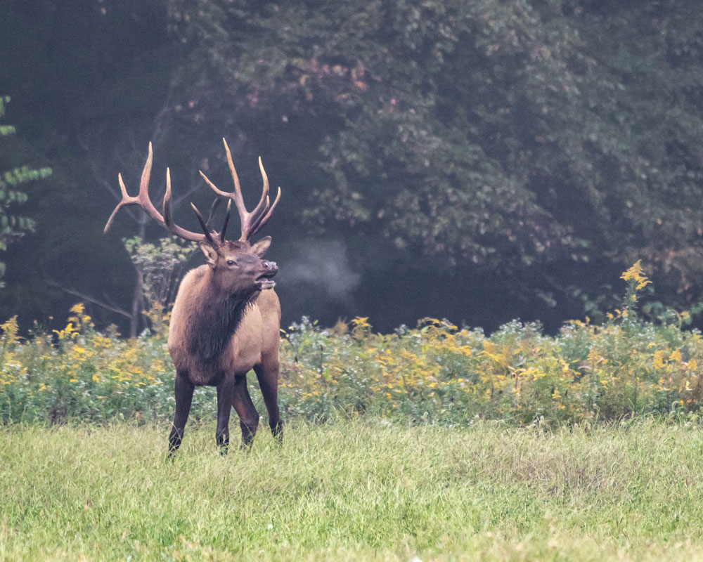 bull-elk-wisconsin