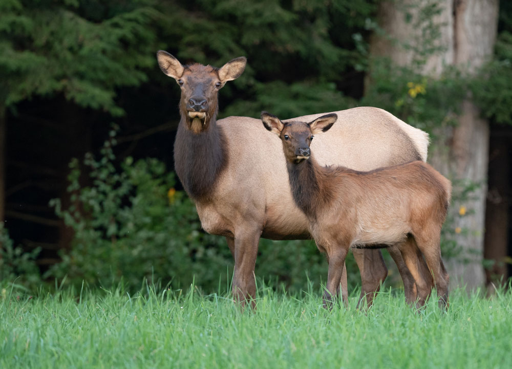 calf-and-cow-elk-pennsylvania