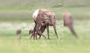 cow-elk-and-calf