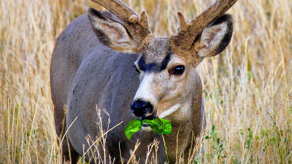 eating-deer-tags
