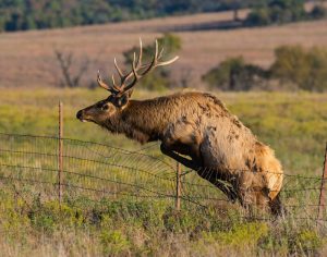 elk-jumping-fence-idaho