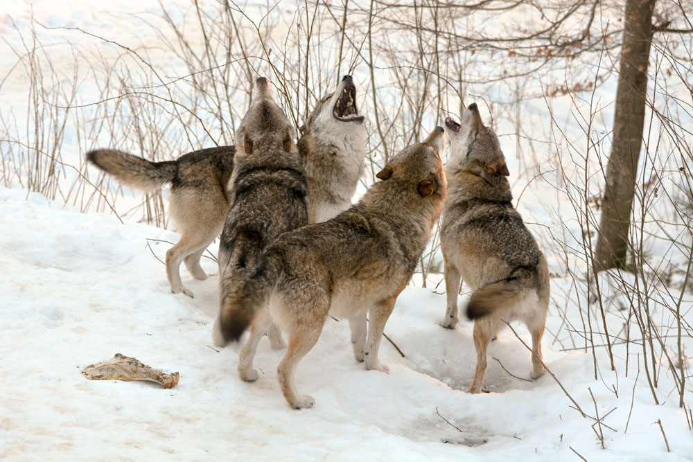 idaho-wolf-pack