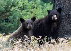 missouri-black-bears