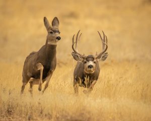 montana-mule-deer-buck