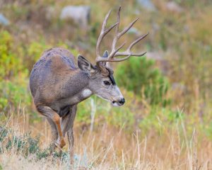 mule-deer-north-dakota