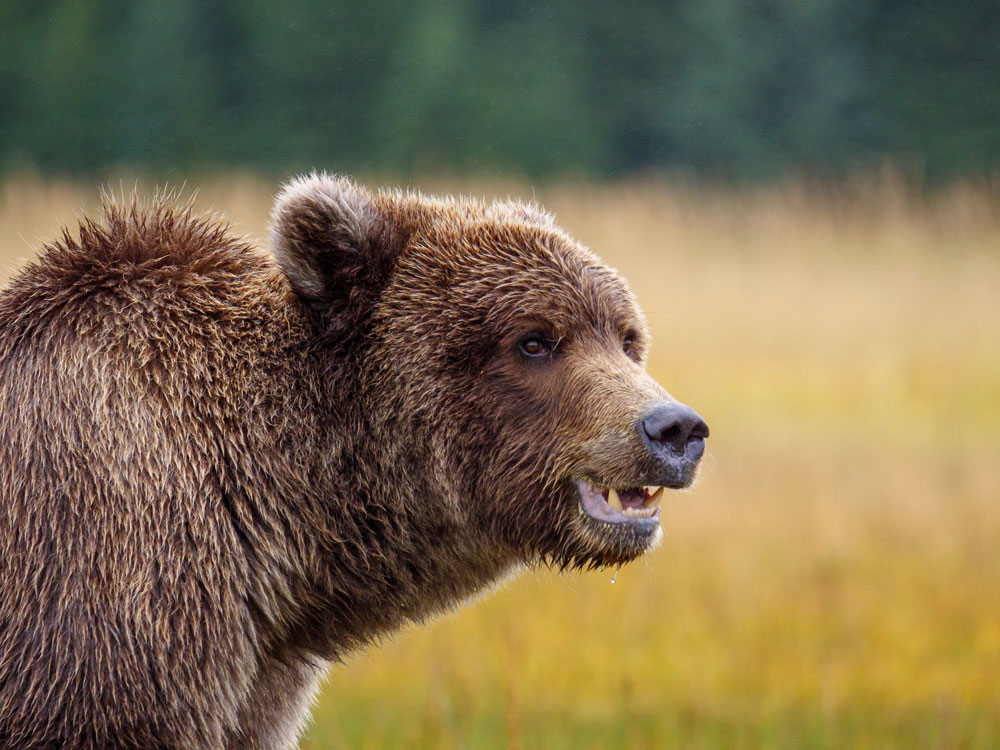 wyoming-grizzly-bear