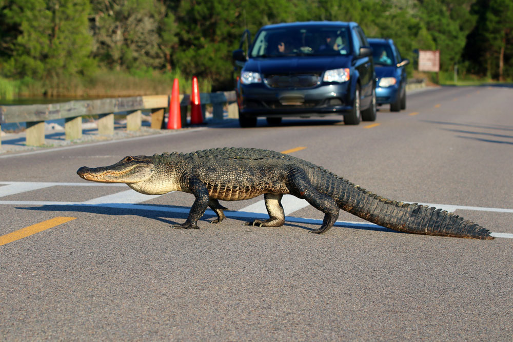 alligator-crossing-road-louisiana