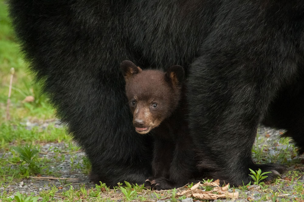 black-bear-cub
