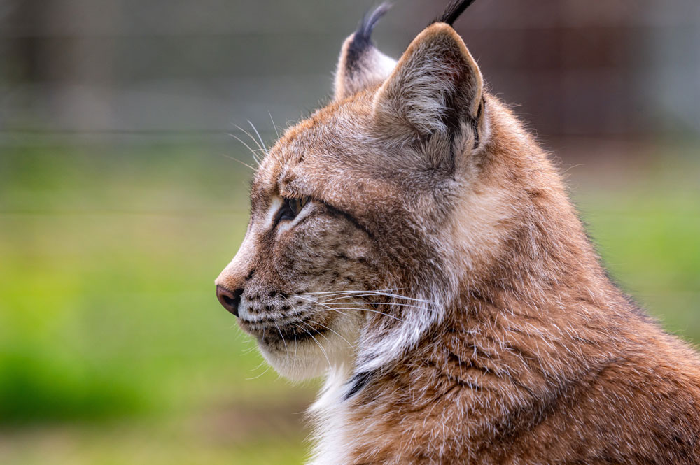 bobcat-wyoming