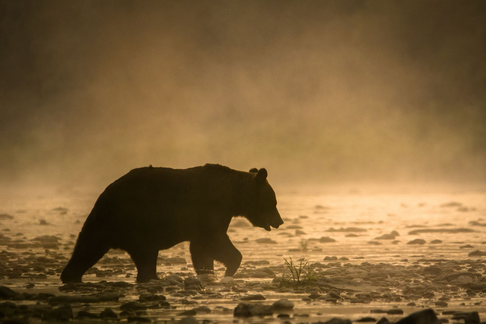 brown-bear-japan