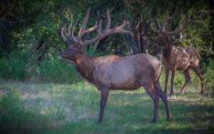 bull-elk-in-residential-area