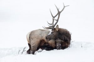 bull-elk-in-snow