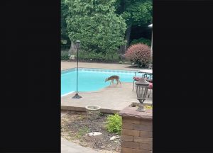 deer-falls-into-pool