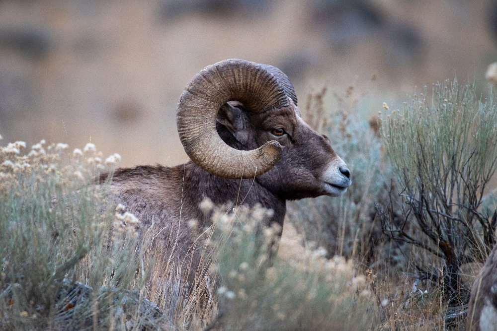 desert-bighorn-nevada