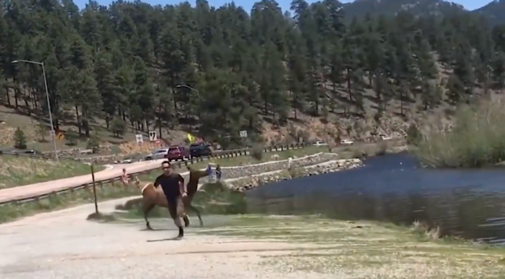 elk-chasing-idiot-colorado