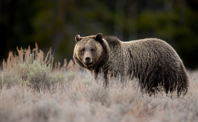 female-grizzly-montana