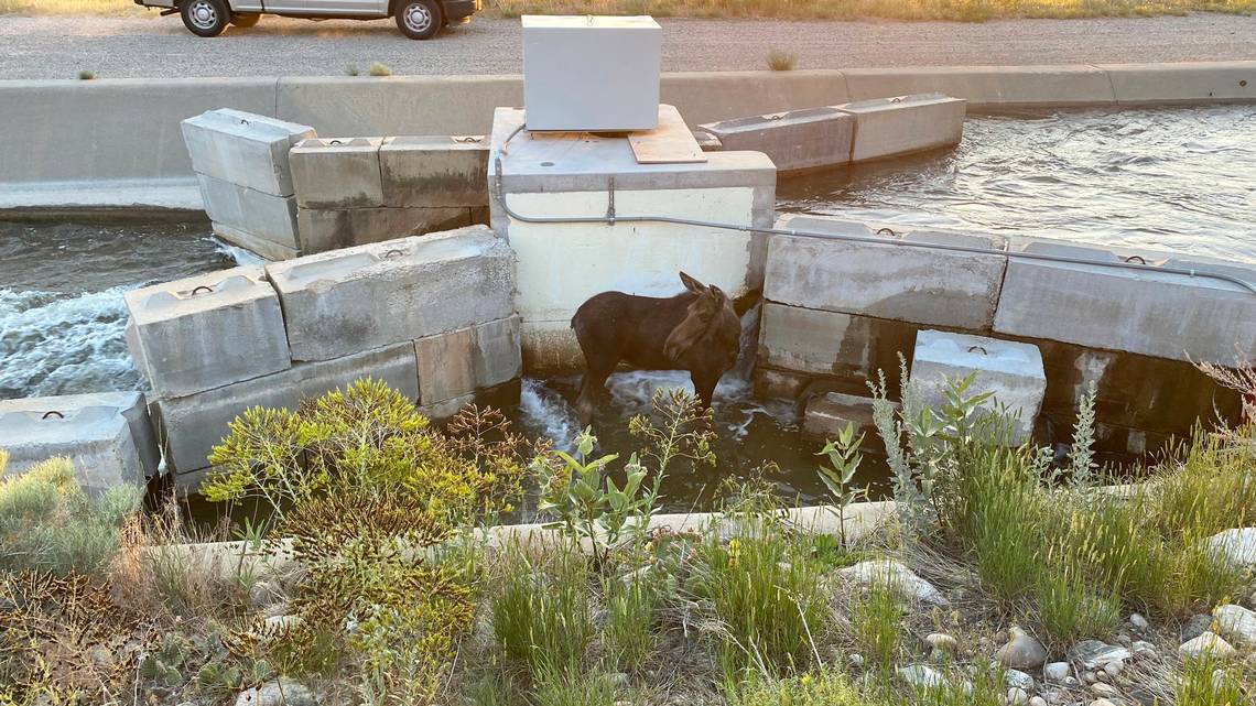 moose-trapped-in-canal-utah