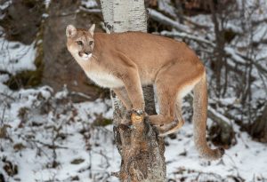 mountain-lion-tree-wyoming