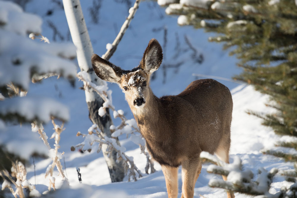 mule-deer-doe-winter