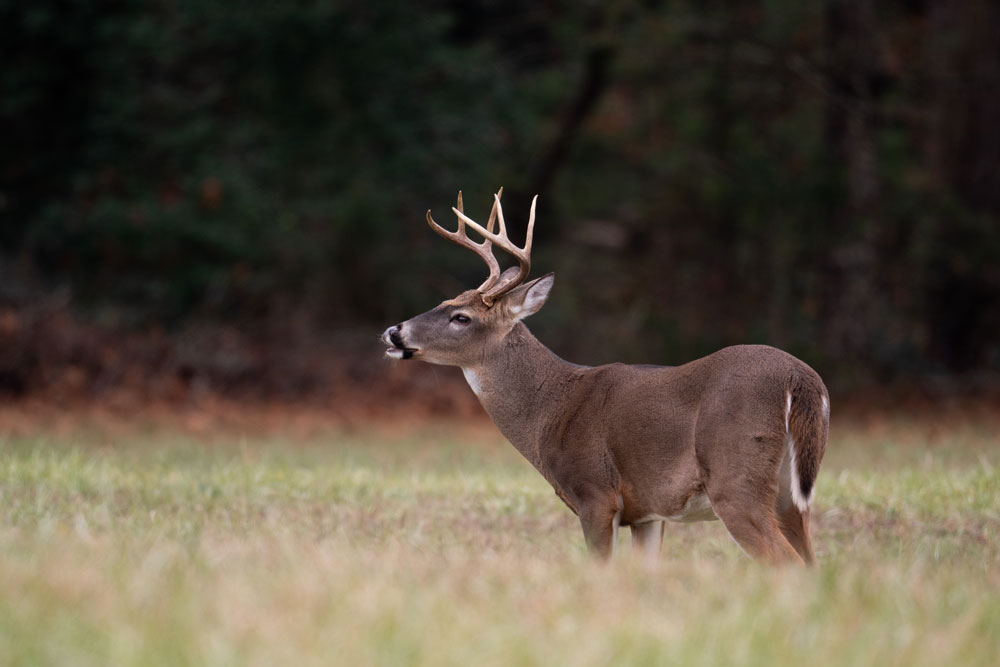 With Harvests Down, Nebraska Deer Permits Follow Suit The Venatic