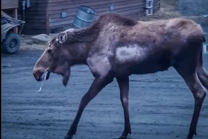 rabid-moose-alaska