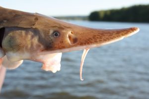 shovelnose-sturgeon-minnesota