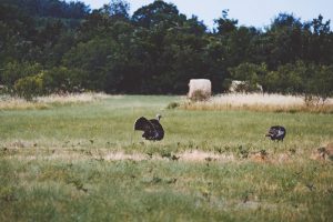 turkey-in-tennessee-farm-field