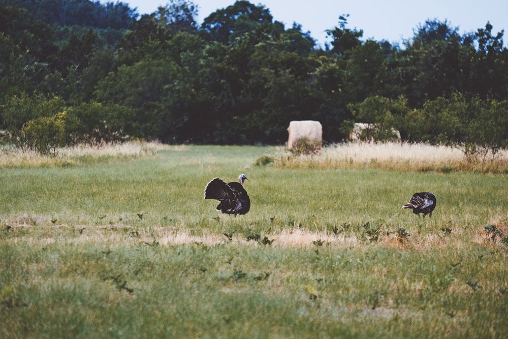 turkey-in-tennessee-farm-field