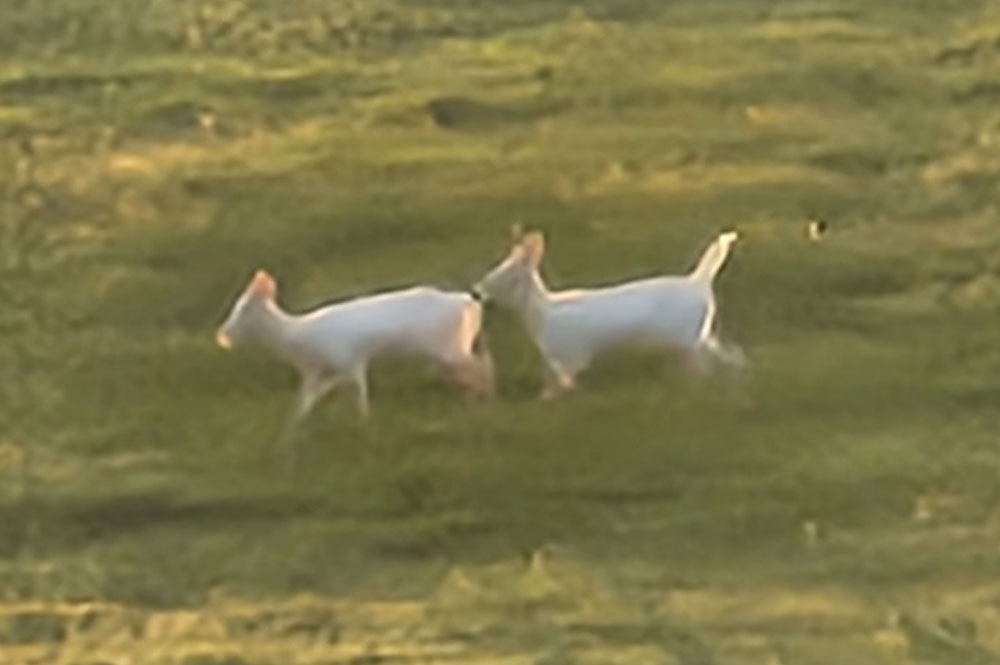 white-deer-iowa