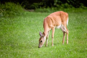 whitetail-deer-feeding-minnesota