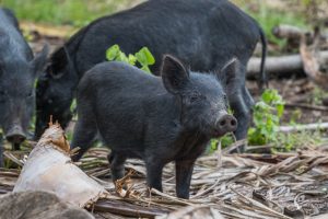 wild-pigs-hawaii