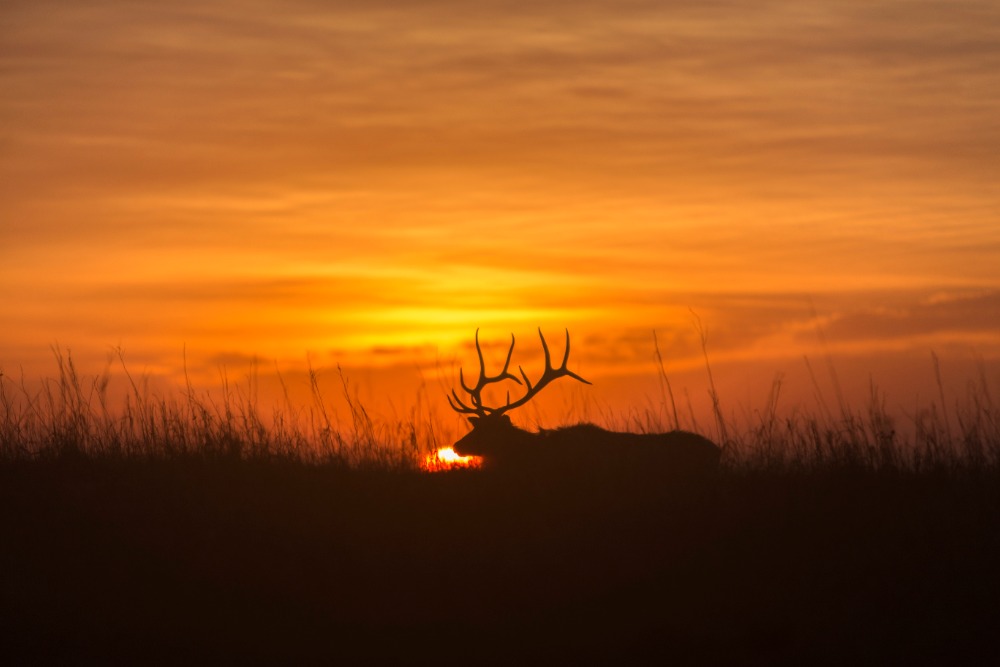 bull-elk-nebraska