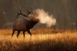 bull-elk-wisconsin