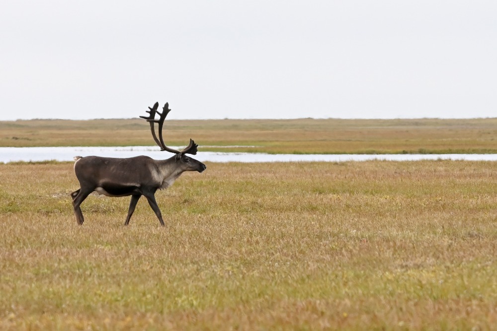 caribou-alaska