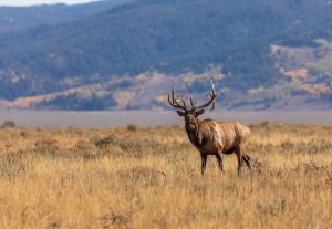 elk-wyoming