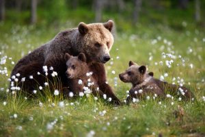 grizzly-with-cubs-montana